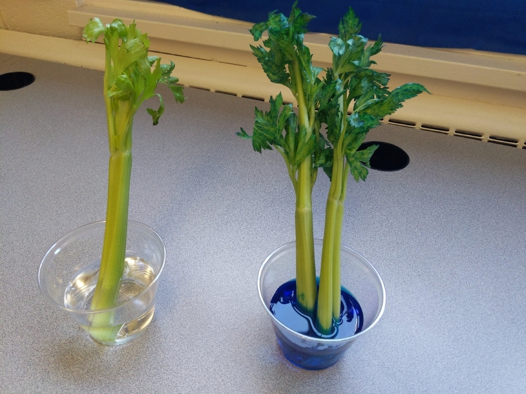 Learning about Vascular Tissue today. Watching as blue water travels up through the vascular Xylem Tissue of Celery!